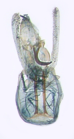 Male genitalia; North Carolina; J.B. Sullivan.