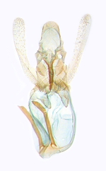 Male genitalia; North Carolina; J.B. Sullivan.