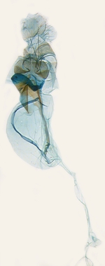 Female genitalia; North Carolina; J.B. Sullivan.