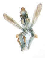 Male genitalia; North Carolina; J.B. Sullivan.