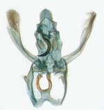 Male genitalia; Carteret County; J.B. Sullivan. 
