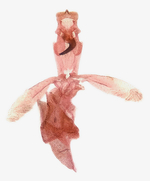 Male genitalia; Richmond County; Jim Petranka.