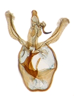 Male genitalia; North Carolina; J.B. Sullivan. 