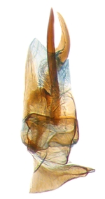 Aedeagus; North Carolina; J.B. Sullivan. 