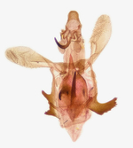 Male genitalia; Richmond County; Jim Petranka.