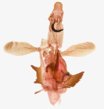 Male genitalia; Richmond County; Jim Petranka.