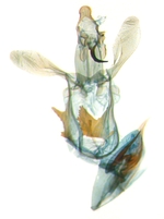 Male genitalia; North Carolina; J.B. Sullivan. 