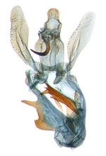 Male genitalia; North Carolina; J.B. Sullivan. 