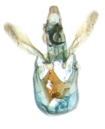 Male genitalia; North Carolina; J.B. Sullivan. 