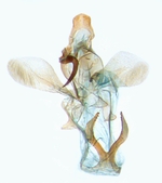 Male genitalia; North Carolina; J.B. Sullivan.