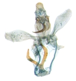 Male genitalia; North Carolina; J.B. Sullivan.