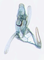 Male genitalia; Carteret County; J.B. Sullivan.