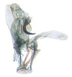 Male genitalia; Carteret County; J.B. Sullivan.