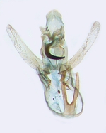 Male genitalia; Carteret County; J.B. Sullivan.
