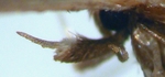 Male palp; Carteret County; J.B. Sullivan.