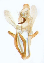 Male genitalia; North Carolina; J.B. Sullivan.