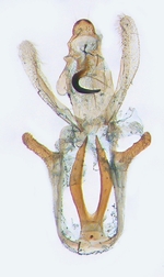 Male genitalia; North Carolina; J.B. Sullivan.