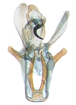 Male genitalia; North Carolina; J.B. Sullivan.