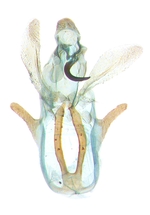 Male genitalia; North Carolina; J.B. Sullivan.