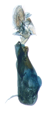 Female genitalia; North Carolina; J.B. Sullivan.