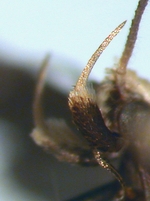 Male palp; North Carolina; J.B. Sullivan. 