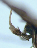 Male palp; North Carolina; J.B. Sullivan. 