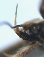 Female palp; North Carolina; J.B. Sullivan. 