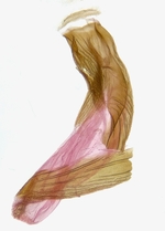 Female genitalia (tentative id); Durham County; Jim Petranka.