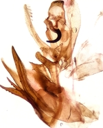 Male genitalia; Cumberland County; Jim Petranka.
