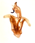 Male genitalia; Cumberland County; Jim Petranka.