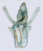 Male genitalia; North Carolina; J.B. Sullivan.