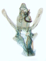 Male genitalia; North Carolina; J.B. Sullivan.