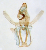 Male genitalia; North Carolina; J.B. Sullivan.