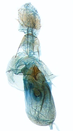 Female genitalia; North Carolina; J.B. Sullivan.