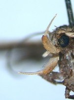 Female palps; North Carolina; J.B. Sullivan.