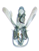 Male genitalia; North Carolina; J.B. Sullivan.