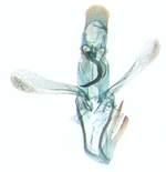 Male genitalia; North Carolina; J.B. Sullivan.