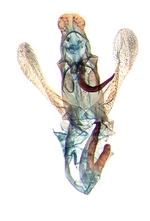 Male genitalia; Carteret County; J.B. Sullivan.