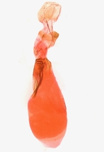 Female genitalia; Madison County; Jim Petranka.