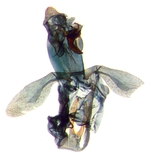 Male genitalia; Orange County; J.B. Sullivan.