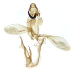 Male genitalia; Orange County; Jim Petranka.