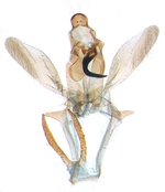 Male genitalia; north Carolina; J.B. Sullivan (9082)