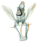 Male genitalia; North Carolina; J.B. Sullivan (8626).