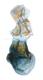 Female genitalia; North Carolina; J.B. Sullivan (8538).