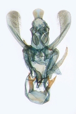 Male genitalia; Ashe County; J.B. Sullivan.