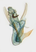 Male genitalia; North Carolina; J.B. Sullivan.