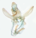 Male genitalia; Scotland County; J.B. Sullivan.