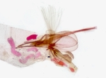 Male genitalia; Madison County; Jim Petranka.