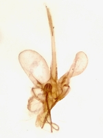Male genitalia; Madison County; Jim Petranka.