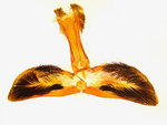 Male genitalia; Madison County; Jim Petranka.